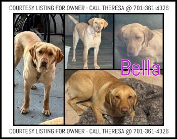 Bella - COURTESY LISTING FOR OWNER -  Labrador Retriever Dog for Adoption in Valley City, North Dakota - Bella - COURTESY LISTING FOR OWNER | PetCurious