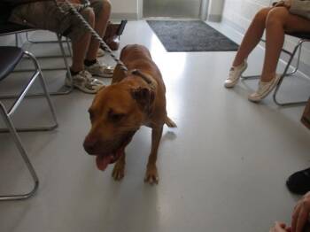 NIXIE -  American Staffordshire Terrier Dog for Adoption in Ocala, Florida - NIXIE | PetCurious