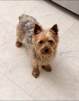 Shelly -  Yorkshire Terrier Dog for Adoption in Anniston, Alabama - Shelly | PetCurious