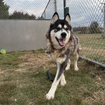 Rescue Alaskan Malamute Dogs for Adoption in Harrisonburg, Virginia - Lala | PetCurious