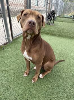 Mixed Breed Dogs Available for Adoption - CHOP | PetCurious