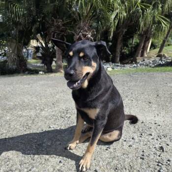Saint -  Mixed Breed Dog for Adoption in Frederiksted, St. Croix - Saint | PetCurious