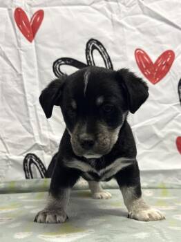 American Bulldog Dogs Available for Adoption - PEONY | PetCurious