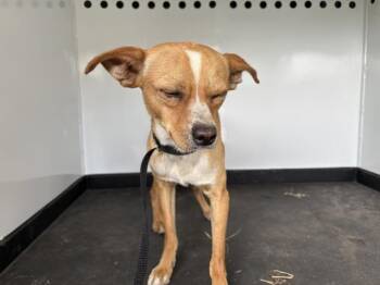 Chihuahua Dogs Available for Adoption in Bothell, Washington - Andy | PetCurious