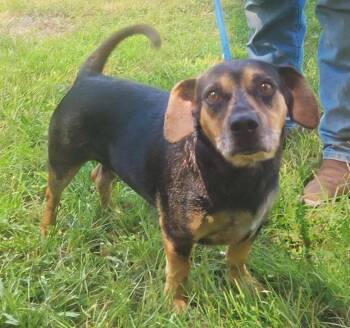 260807  Ozzy -  Dachshund and Catahoula Leopard Dog Dog for Adoption in Wetumpka, Alabama - 260807  Ozzy | PetCurious
