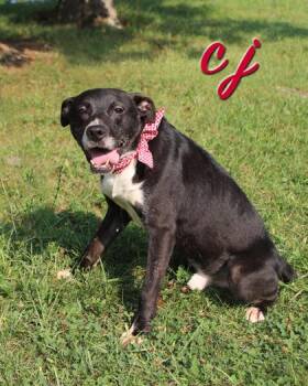 CJ -  Labrador Retriever and Border Collie Dog for Adoption in Parma, Ohio - CJ | PetCurious