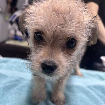 Mixed Breed Dogs Available for Adoption in Summerville, South Carolina - Tyrant | PetCurious