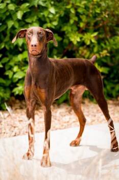 Doberman Pinscher and Mixed Breed Dogs Available for Adoption in Fort Collins, Colorado - Chimichurri | PetCurious