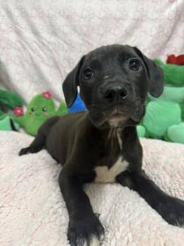 Bacon -  Mixed Breed Dog for Adoption in West Chester, Pennsylvania - Bacon | PetCurious