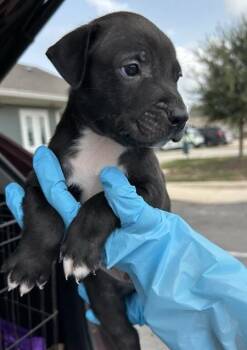 CLANCEY -  Hound Dog for Adoption in San Antonio, Texas - CLANCEY | PetCurious