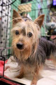 Piffy -  Australian Terrier Dog for Adoption in Chicago, Illinois - Piffy | PetCurious