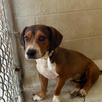 Betty -  Beagle Dog for Adoption in Laredo, Texas - Betty | PetCurious