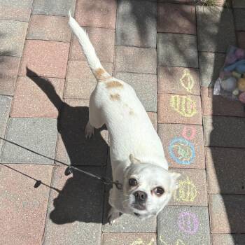 Zen -  Chihuahua Dog Available for Adoption in West Palm Beach, Florida - Zen | PetCurious