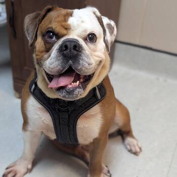 Gumby -  Bulldog and Beagle Dog for Adoption in Fenton, Michigan - Gumby | PetCurious