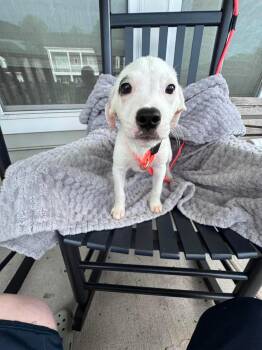 Jason -  Hound Dog for Adoption in Wando, South Carolina - Jason | PetCurious