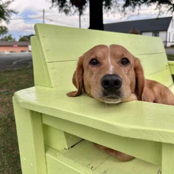 Verdict -  Mixed Breed Dog for Adoption in Fredericksburg, Virginia - Verdict | PetCurious