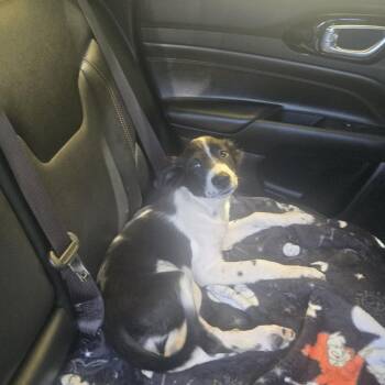 Cruella -  Border Collie Dog for Adoption in Austin, Texas - Cruella | PetCurious