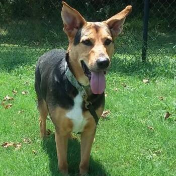 Junior -  German Shepherd Dog and Boxer Dog for Adoption in Cabot, Arkansas - Junior | PetCurious