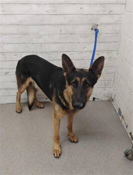 DAWG -  German Shepherd Dog Dog for Adoption in San Bernardino, California - DAWG | PetCurious