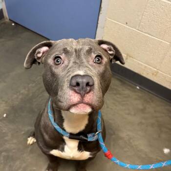 Mixed Breed Dogs Available for Adoption - Fish Out Of Water | PetCurious