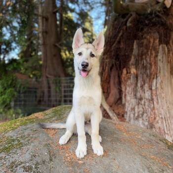 Uno -  Shepherd Dog for Adoption in Bellingham, Washington - Uno | PetCurious
