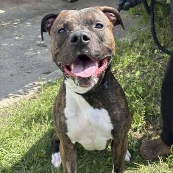 Ryker -  Mastiff Dog for Adoption in Winnipeg, Manitoba - Ryker | PetCurious