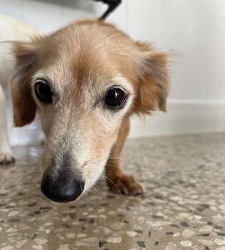 Dachshund Dogs Available for Adoption - Boran | PetCurious