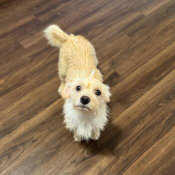 Layla -  Chihuahua and Mixed Breed Dog for Adoption in Newberg, Oregon - Layla | PetCurious
