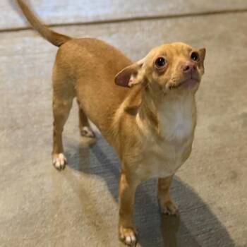 Chihuahua Dogs Available for Adoption - PRECIOUS | PetCurious