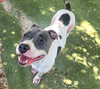 Babybel -  Mixed Breed and American Bulldog Dog for Adoption in Austin, Texas - Babybel | PetCurious