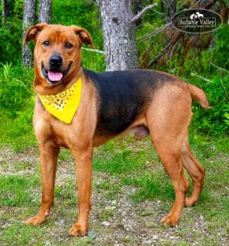 Cane -  Mixed Breed Dog for Adoption in Grayling, Michigan - Cane | PetCurious