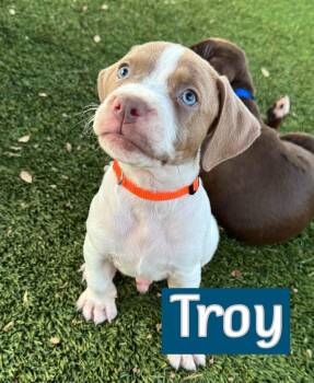Troy -  Pointer Dog for Adoption in Southlake, Texas - Troy | PetCurious