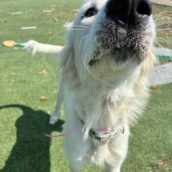 Royette -  Mixed Breed Dog for Adoption in Memphis, Tennessee - Royette | PetCurious