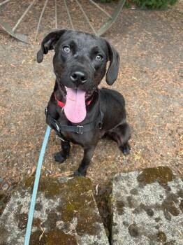 Kress -  Terrier Dog for Adoption in St. Helens, Oregon - Kress | PetCurious