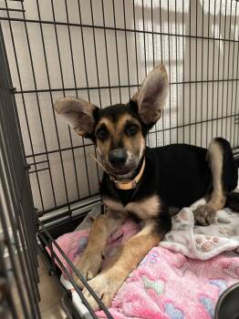 Mixed Breed and German Shepherd Dog Dogs Available for Adoption in Brookshire, Texas - Onyx Steel | PetCurious