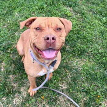 Rescue Pit Bull Terrier Dogs for Adoption in East St. Louis, Illinois - Alliyah (September Promo) | PetCurious