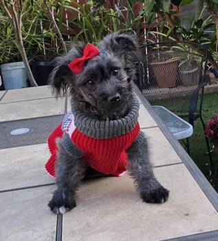 Capivara -  Schnoodle Dog for Adoption in Fallbrook, California - Capivara | PetCurious