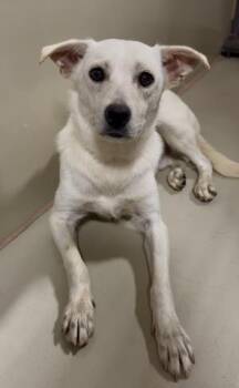 Puppy - URGENT -  Terrier Dog for Adoption in Thousand Oaks, California - Puppy - URGENT | PetCurious