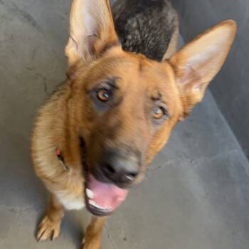 Rescue German Shepherd Dog Dogs for Adoption in Los Angeles, California - Judy A2241408 | PetCurious