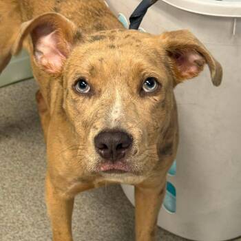 Junie B -  Pit Bull Terrier and Mixed Breed Dog for Adoption in Martinsville, Virginia - Junie B | PetCurious