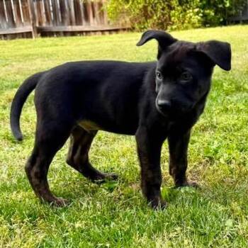 Mixed Breed Dogs Available for Adoption in Fredericksburg, Virginia - Rocky Road | PetCurious