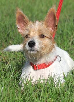 Coffee -  Jack Russell Terrier Dog for Adoption in North Fort Myers, Florida - Coffee | PetCurious