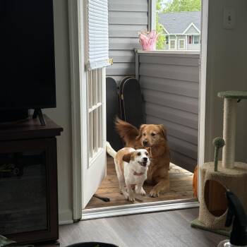Beagle Dogs Available for Adoption in Stafford, Virginia - Barb | PetCurious