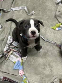 Rescue Mixed Breed Dogs for Adoption in Dekalb, Illinois - Ocean | PetCurious