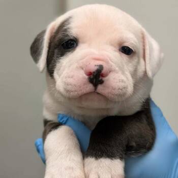 Boxer and Mixed Breed Dogs Available for Adoption in North Charleston, South Carolina - Tucker | PetCurious