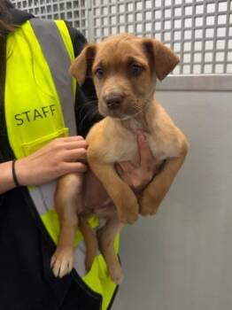 Skippy -  Labrador Retriever and Husky Dog Available for Adoption in Yellowknife, Northwest Territories - Skippy | PetCurious