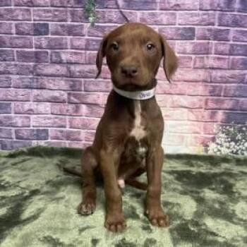 Labrador Retriever and Mixed Breed Dogs Available for Adoption in Fort Collins, Colorado - Bluejay | PetCurious