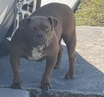 American Bulldog and Mixed Breed Dogs Available for Adoption - PEGGY | PetCurious