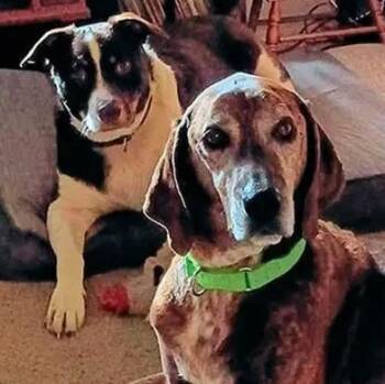 Long Haul (OR) -  Plott Hound Dog for Adoption - Long Haul (OR) | PetCurious