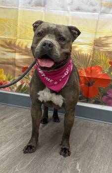 Rachel cutie Pie -  Pit Bull Terrier Dog for Adoption in Houston, Texas - Rachel Cutie Pie | PetCurious